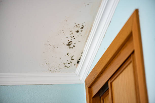 Best Residential Mold Removal  in Euless, TX