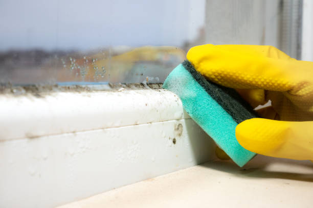 Professional Mold Removal in Euless, TX