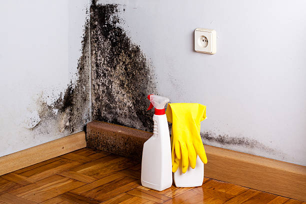 Best Residential Mold Removal  in Euless, TX